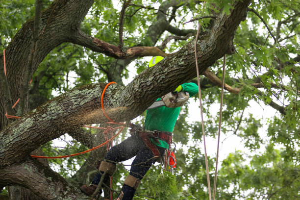 Best Tree Maintenance Programs  in Robinwood, MD